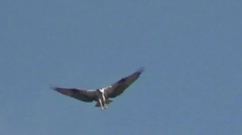 Seamless bird of prey Stock Footage 790960