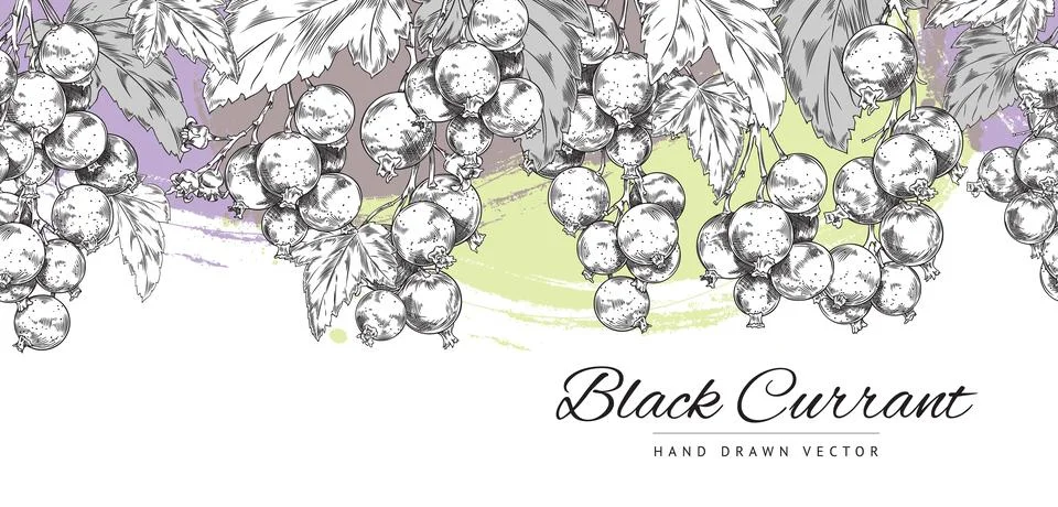 Seamless border with currant on color splashes vector illustration isolated. Stock Illustration