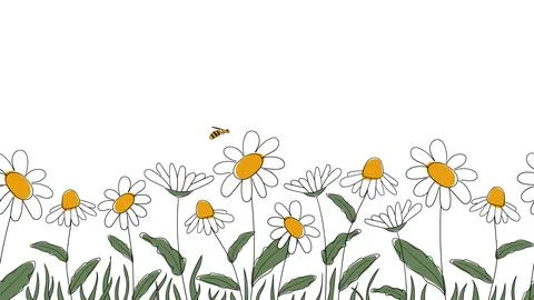 Seamless border of daisies hand drawn Stock Illustration