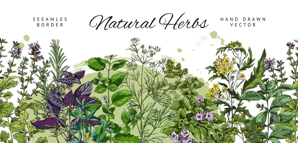 Seamless border design with culinary herbs vector illustration isolated on white Stock Illustration