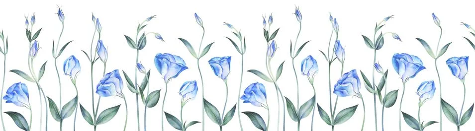 Seamless border with eustoma flowers isolated on white. Watercolor illustrati Stock Illustration