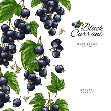 Seamless border with hand drawn blackcurrant berries and leaves sketch style Stock Illustration