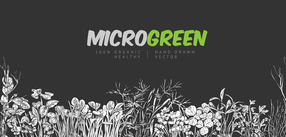 Seamless border with hand drawn different micro-green sprouts Stock Illustration
