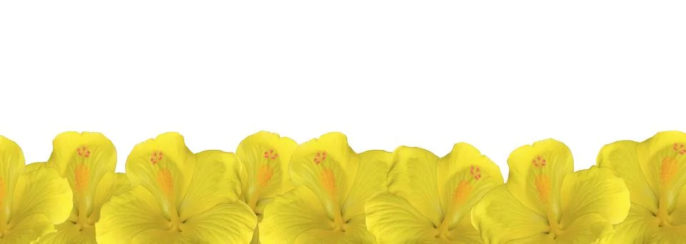 Seamless border pattern. Yellow banner made of bright hibiscus flowers, place Stock Photos