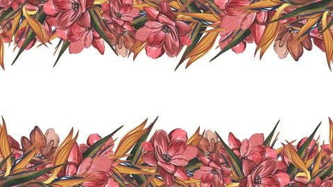 Seamless border strelitzia, red flower isolated on white background. Watercolor Stock Illustration
