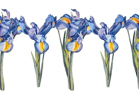 Seamless border watercolor bouquet flowers iris on white background. Hand-drawn Stock Illustration