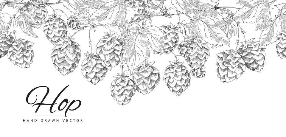 Seamless botanical border pattern with hop flowers and leaves. Vector black and Illustrazione stock