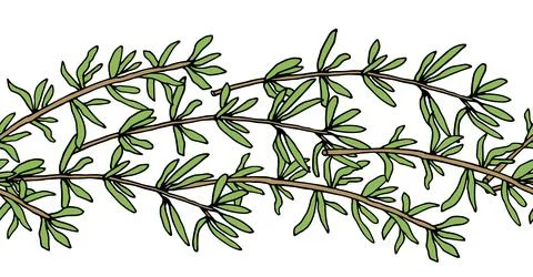 Seamless brush, pattern of thyme branch. Vector illustration. Illustrazione stock