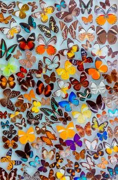 Seamless Butterfly Background Stock Photos