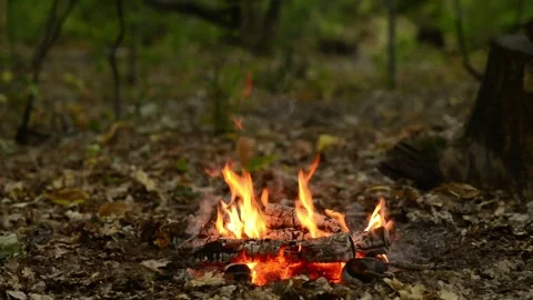 Seamless Campfire Loop Footage with Bright Flames on Forest Ground Video stock 344031171