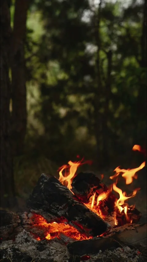 Seamless Campfire Loop Footage with Charred Logs in Forest Woods Stock-Footage 344031144