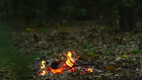 Seamless Campfire Loop Footage with Smoldering Embers in Woods Stock-Footage 344031139