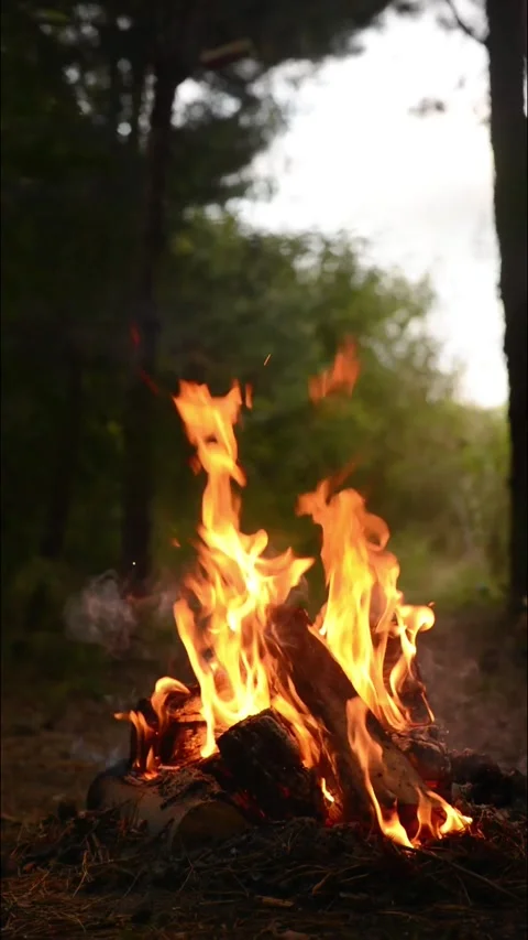 Seamless Campfire Loop Footage with Vibrant Flames in Forest Woods Video stock 344031150