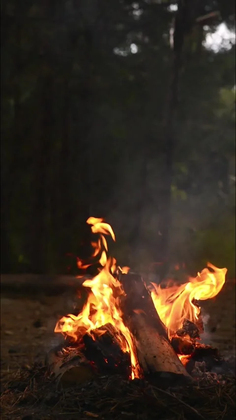 Seamless Campfire Loop Footage with Vibrant Flames in Forest Woods Video stock 344031159