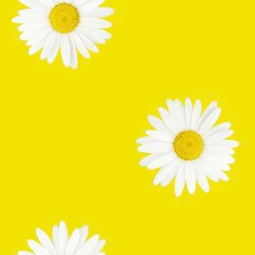 Seamless chamomile pattern on yellow background for paper or fabric prints Stock Photos