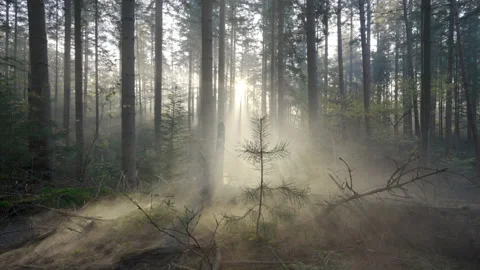 Seamless Cinemagraph Loop - First sunray... | Stock Video | Pond5