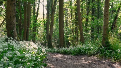 Seamless cinemagraph loop - Fluff moves throughtthe forest in spring Stock Footage 108987284