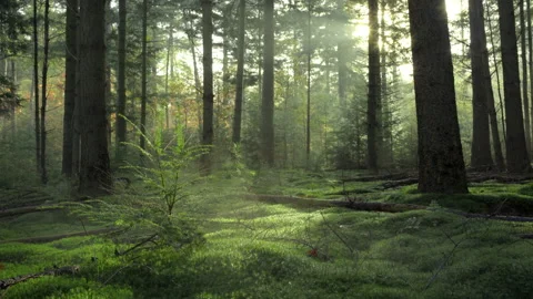 Seamless Cinemagraph Loop - Fog moves gently through small pine tree Video stock 166444749
