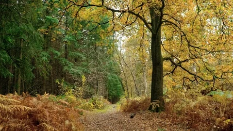 Seamless Cinemagraph Loop - Forest path with falling leaves Stock Footage 125940900