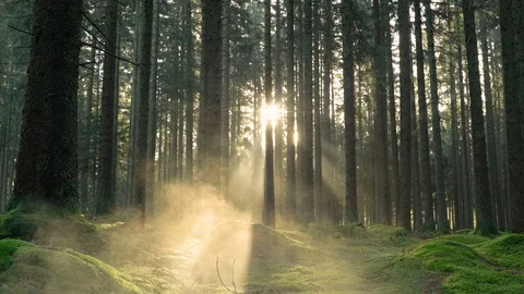 Seamless cinemagraph loop - Golden sunlight peaks through misty forest Stock Footage