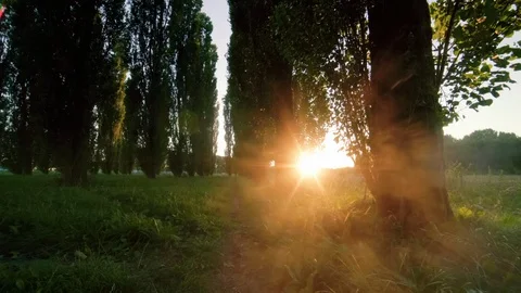 Seamless Cinemagraph Loop - A line of trees during sunrise in the summer Stock Footage 109176309