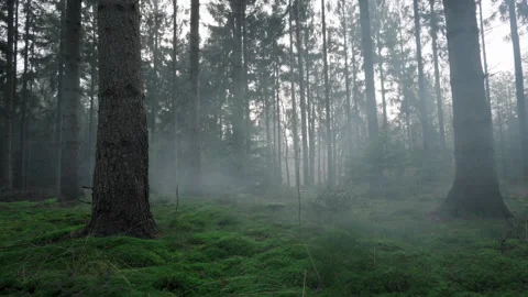 Seamless Cinemagraph Loop -  Mist flows gently through damp pine forest Stock Footage 228076165