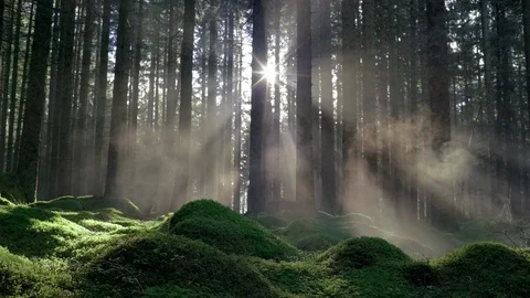 Seamless cinemagraph loop - Misty mossy pineforest at sunrise Stock Footage 117908615