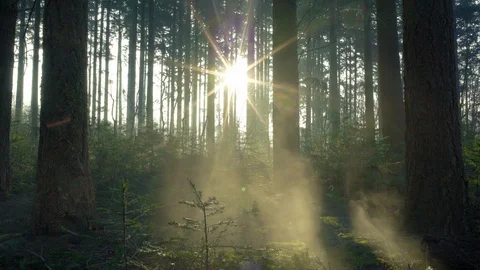 Seamless cinemagraph loop - Misty pine forest during sunrise Stock Footage 108987505
