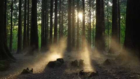 Seamless cinemagraph loop - Misty sunrise in a thuja forest Video stock 111336838