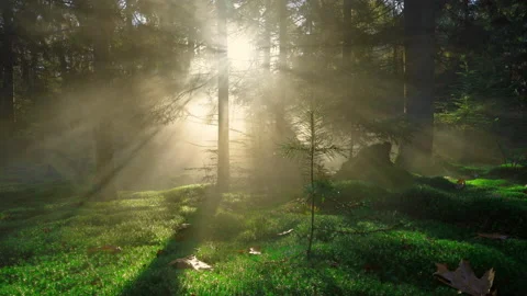 Seamless Cinemagraph Loop - Mossy pine forest engulfed in fog with grazing light Video stock 166445228