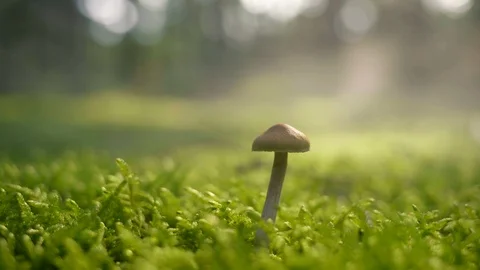 Seamless Cinemagraph Loop - Mushroom on a mossy forest floor during sunrise Stock Footage 109178125