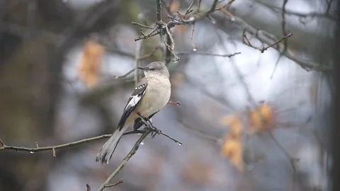 Seamless cinemagraph loop of northern mockingbird bird on tree looking Stock Footage 130073535