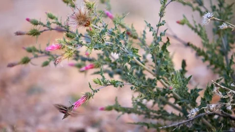 Seamless cinemagraph loop of pink flowers one Shinx Hummingbird moth Stock Footage 130073200