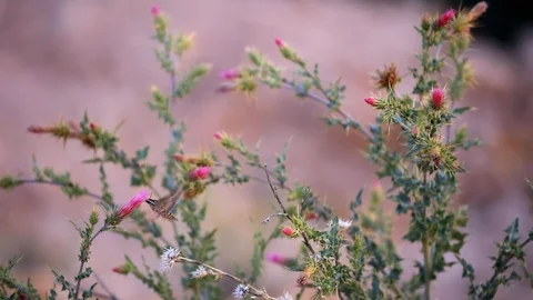 Seamless cinemagraph loop of pink thistle flowers Shinx Hummingbird moth Stock Footage 130073132