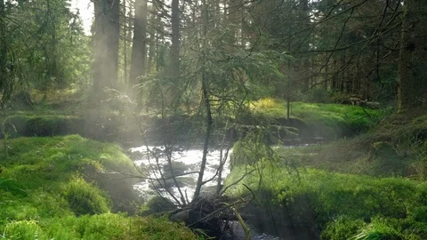 Seamless cinemagraph loop - Sapling on a small stream in the morning Stock Footage