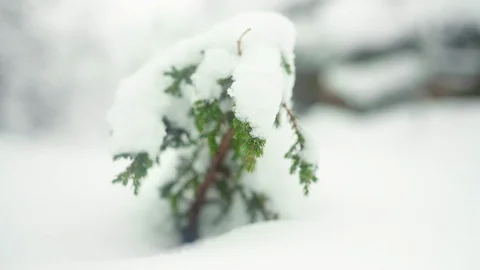 Seamless Cinemagraph Loop - A small seedling fights the snow in heart of winter. Stock Footage 125251260