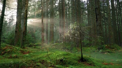 Seamless cinemagraph loop - Small tree catches sunlight in misty pine forest Stock Footage 120478522