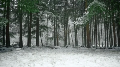 Seamless Cinemagraph Loop - Snowshower in wintery pineforest Stock Footage 126584355