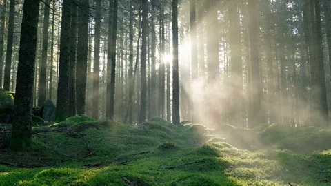 Seamless cinemagraph loop - Sun peaks through a misty pine forest Stock Footage