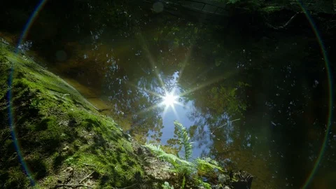 Seamless Cinemagraph Loop - The sun reflects in small stream in the forest Stock Footage 109173667
