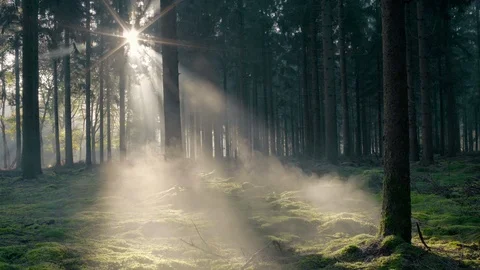 Seamless cinemagraph loop - Sunlight peaks through a misty forest Video stock 112759931