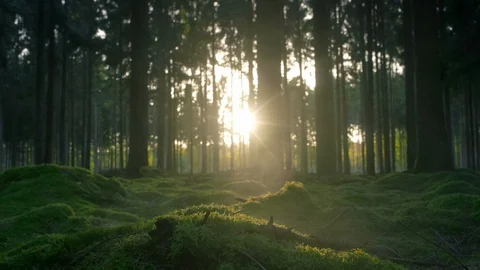 Seamless cinemagraph loop - Sunlight peaks through misty forest Video stock 112760246