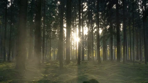 Seamless cinemagraph loop - Sunlight peaks through misty forest in the morning Video stock 114750484