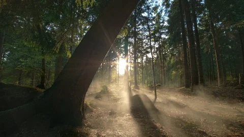 Seamless cinemagraph loop -Sunlight peaks through the forest in the morning Video stock 116491660