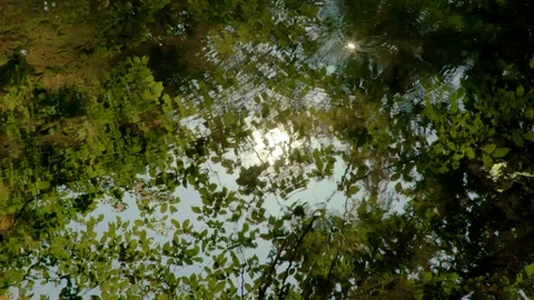 Seamless Cinemagraph Loop - Sunlight reflects in a pond in the forest Stock Footage 109179630