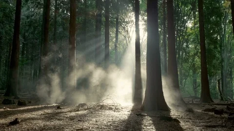 Seamless cinemagraph loop - Sunrays peak through misty thuja forest Video stock 114757333