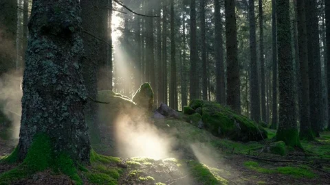 Seamless cinemagraph loop - Sunrise in misty pine forest with rocks Video stock 120475227