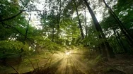 Seamless Cinemagraph Loop - Sunshine Shines Through Misty Ferns Stock Footage