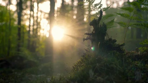 Seamless Cinemagraph Loop - A tree stump during sunrise in the forest Video stock 109175578