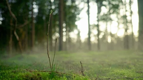 Seamless cinemagraph loop - Twig on misty forest floor in spring Stock Footage 122932129